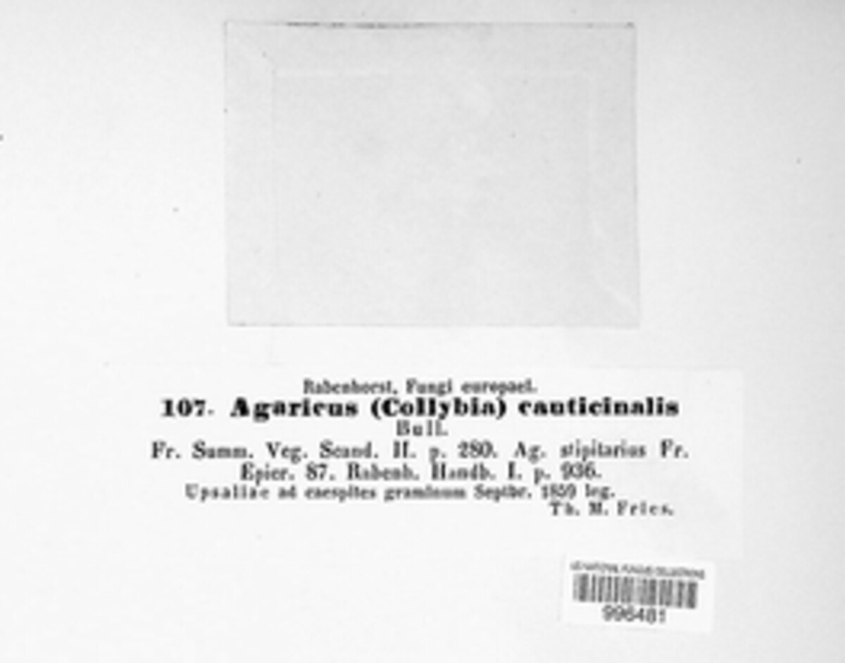 Agaricus caulicinalis image